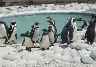 African Penguin and Seabird Sanctuary - Gansbaai