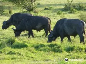 Mount Elgon National Park