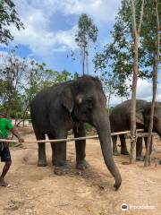 Kerchor​ Elephant​ Family​ Phuket