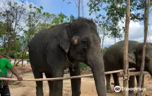 Kerchor​ Elephant​ Family​ Phuket