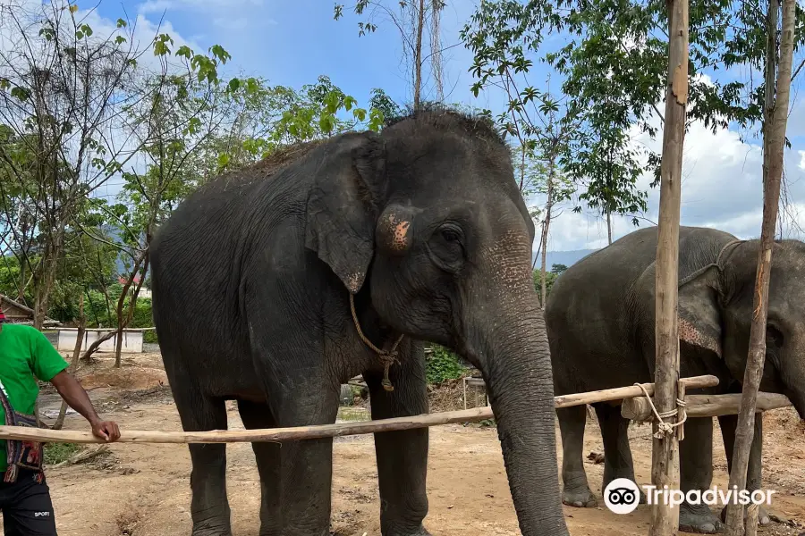 Kerchor​ Elephant​ Family​ Phuket