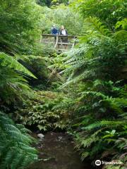 Sanctuary Mountain - Maungatautari