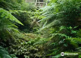 Sanctuary Mountain - Maungatautari