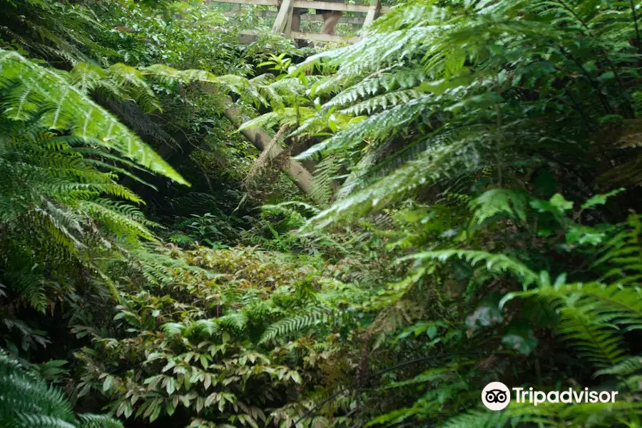 Sanctuary Mountain - Maungatautari