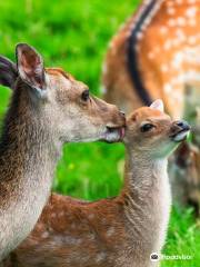 Doneraile Wildlife Park