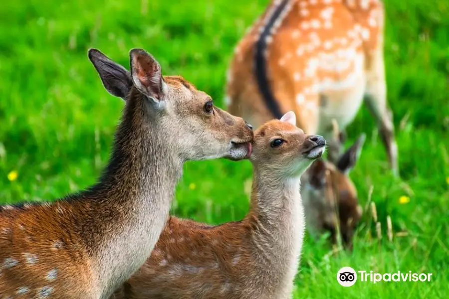 Doneraile Wildlife Park