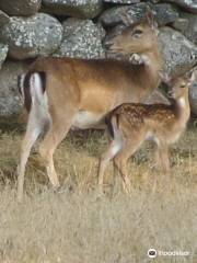 Il Parco Degli Uccelli