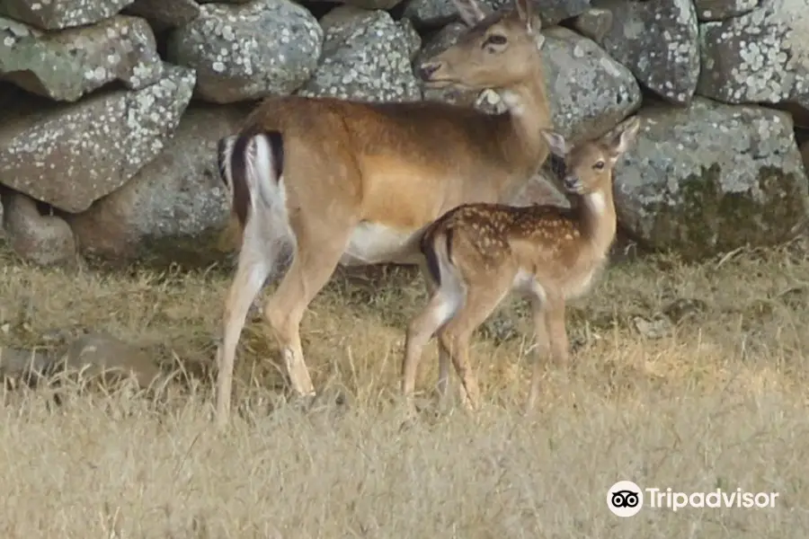 Il Parco Degli Uccelli