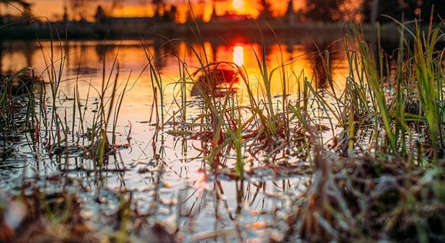 Vegreville