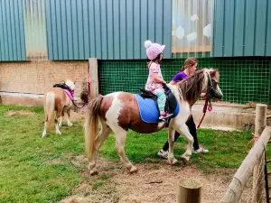 Newbridge Farm Park