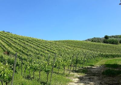 Azienda Vitivinicola Tenuta Oderisio