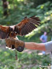 East Sussex Falconry