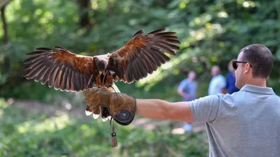 East Sussex Falconry