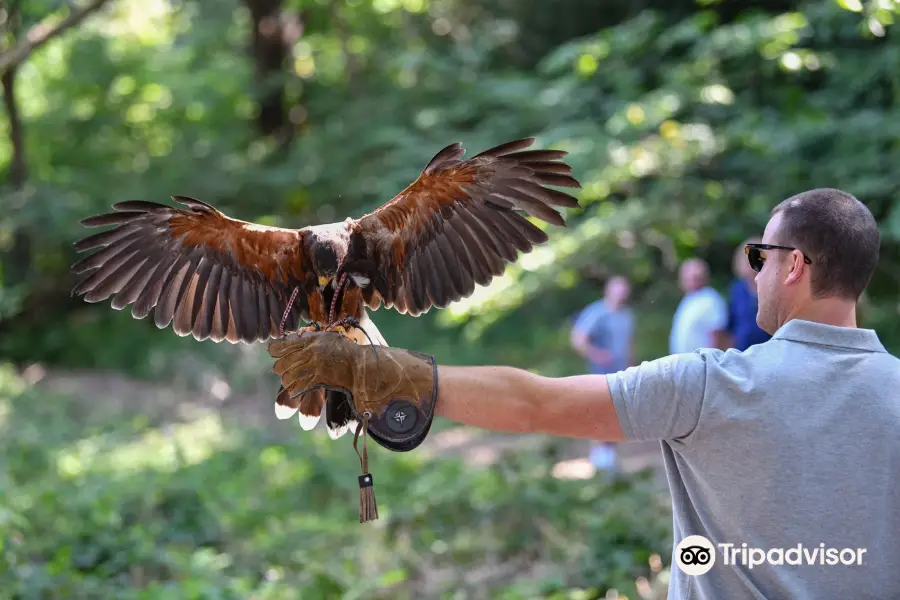 East Sussex Falconry
