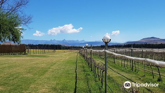 Cathedral Peak Wine Estate