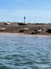 Temple Seal Trips at Blakeney Point