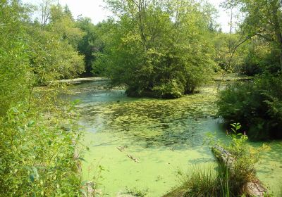 Bloedel Reserve