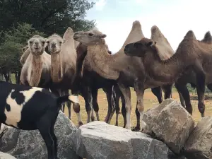 The Three Valleys Zoo