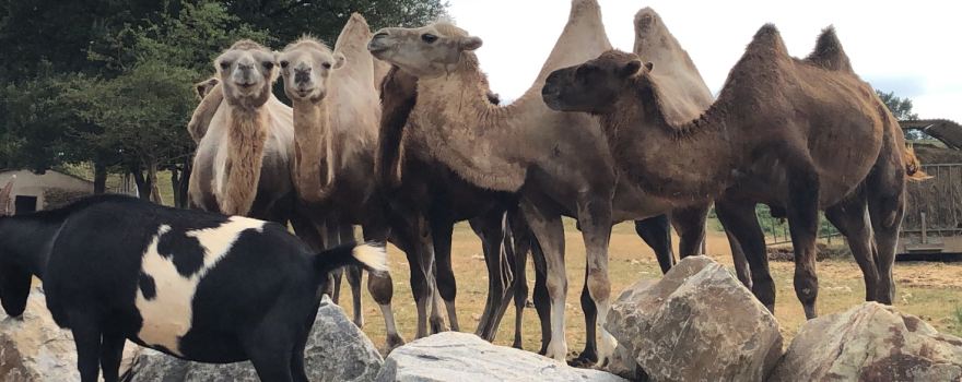 The Three Valleys Zoo