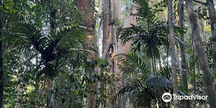 Giant Maca Tree, Koh Kood