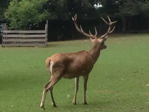 Wildpark Feldkirch