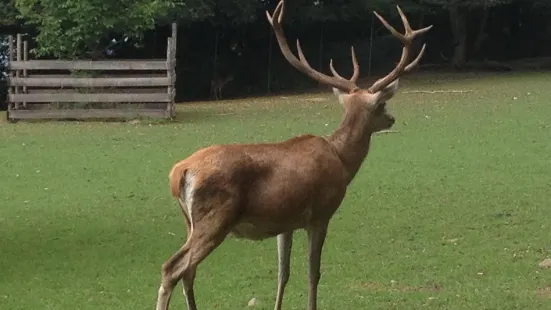 Wildpark Feldkirch