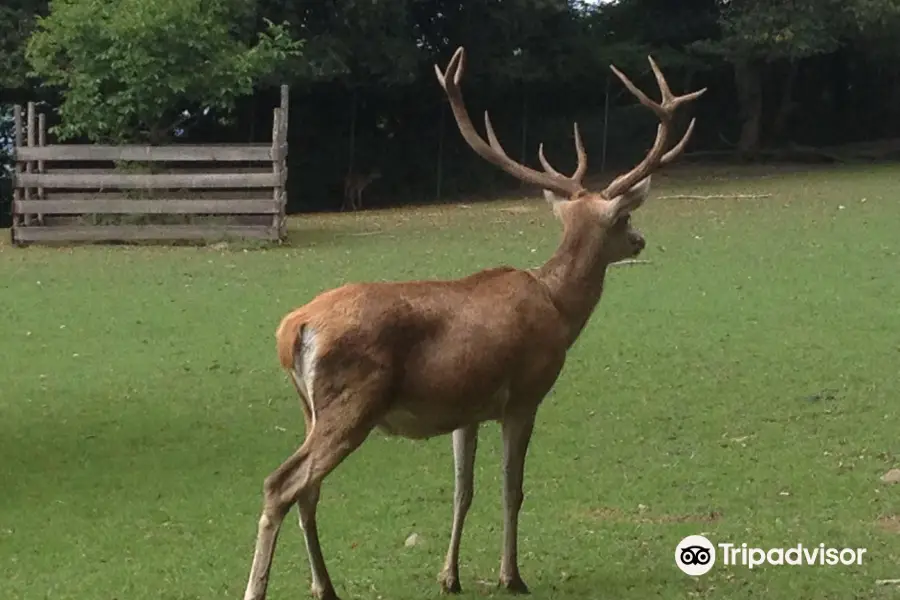 Wildpark Feldkirch