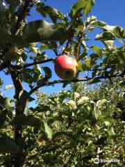 Payne's Orchards