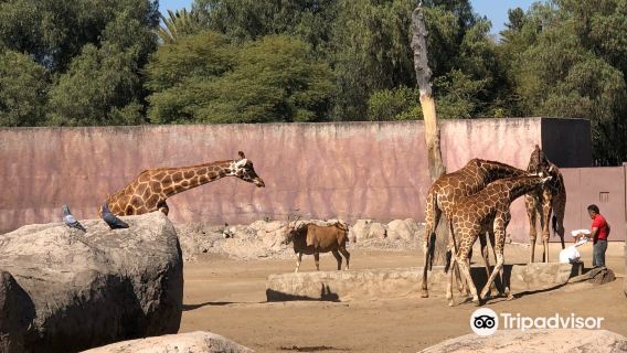 Zoo San Juan De Aragon