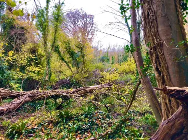 Shanklin to Ventnor Coastal Walk