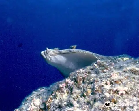 Sandwich Isle Divers