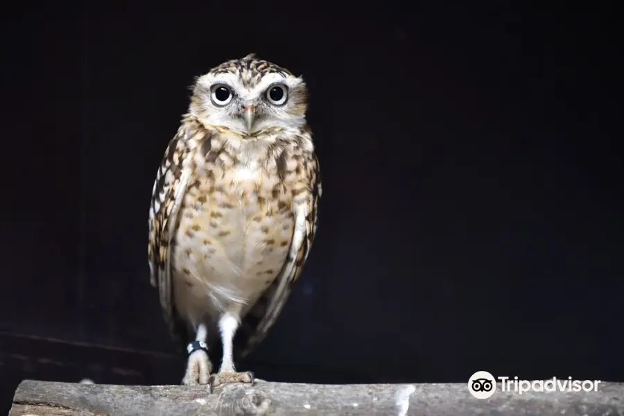 里爾動物園