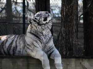 Cedar Cove Feline Conservation & Education Center