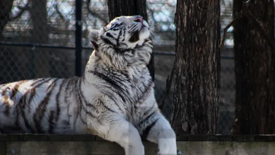 Cedar Cove Feline Conservation & Education Center