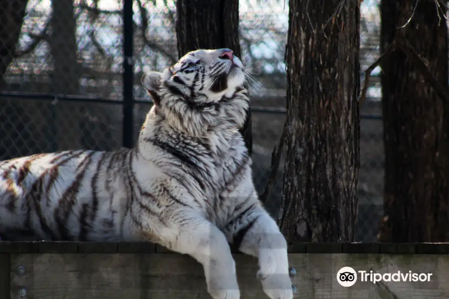 Cedar Cove Feline Conservation & Education Center