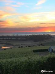 Cape Bernier Vineyard