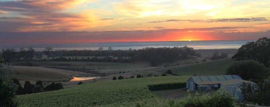 Cape Bernier Vineyard