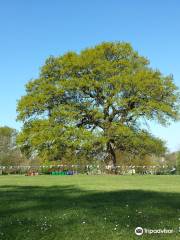 Goodleaf Tree Climbing