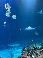 Tropen-Aquarium Hagenbeck