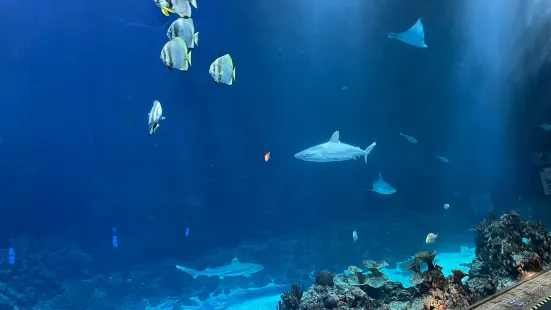 Tropen-Aquarium Hagenbeck