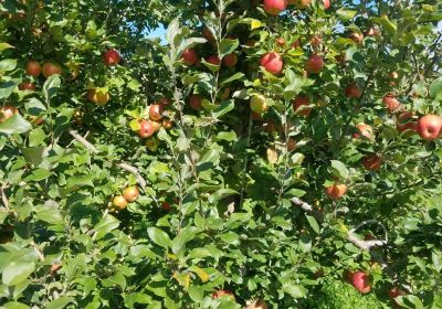 Happy Valley Orchard