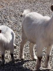 Arkansas Alligator Farm & Petting Zoo