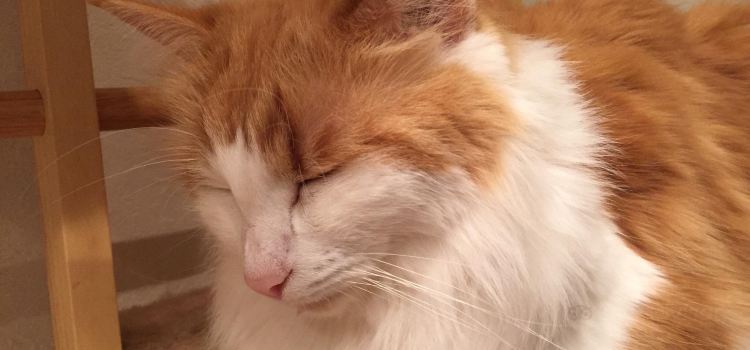 Cat Cafe "Manekineko"