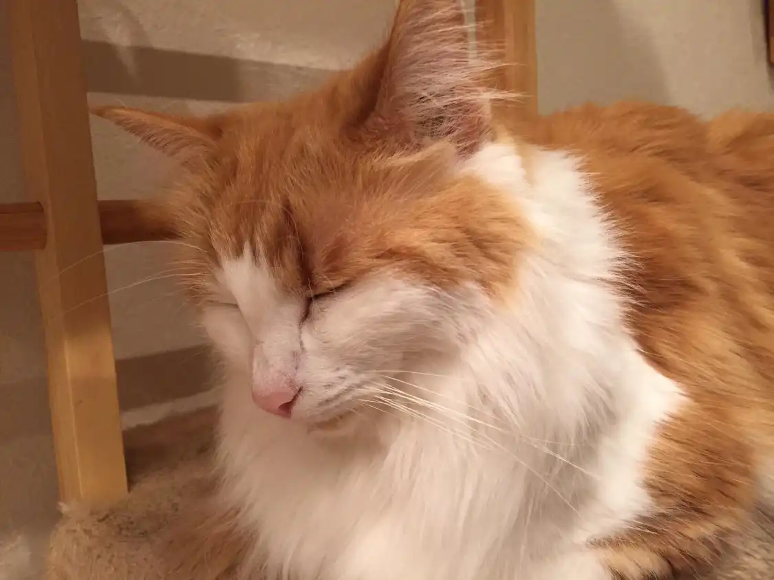 Hotels near Cat Cafe "Manekineko"