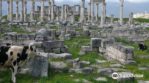 Apamea