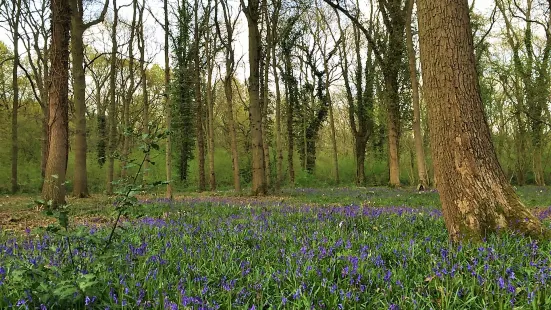 Burbage Common & Woods