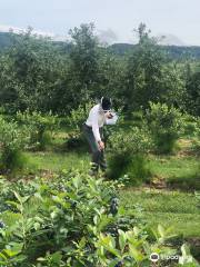 Fujimori Orchards