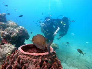 Blue Corals Dive