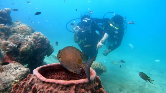 Blue Corals Dive