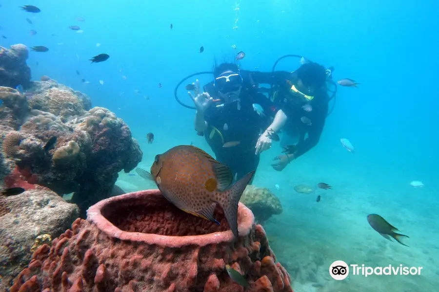 Blue Corals Dive | Best Scuba Diving in Andaman | India